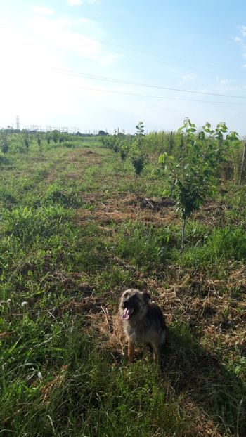  - Livada 1 anul ll 2019