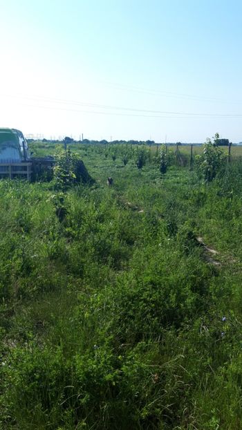  - Livada 1 anul ll 2019