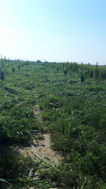  - Livada 1 anul ll 2019