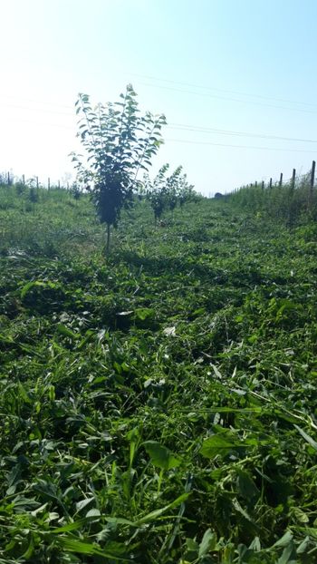  - Livada 1 anul ll 2019