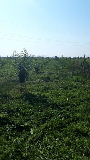  - Livada 1 anul ll 2019