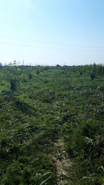  - Livada 1 anul ll 2019