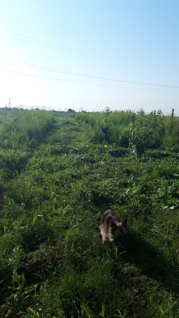  - Livada 1 anul ll 2019