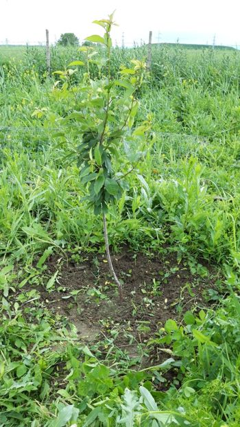  - Livada 1 anul ll 2019