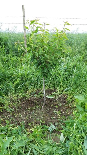  - Livada 1 anul ll 2019