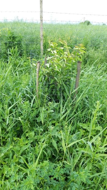  - Livada 1 anul ll 2019