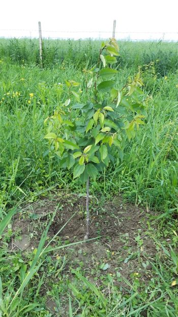  - Livada 1 anul ll 2019