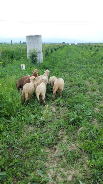  - Livada 1 anul ll 2019