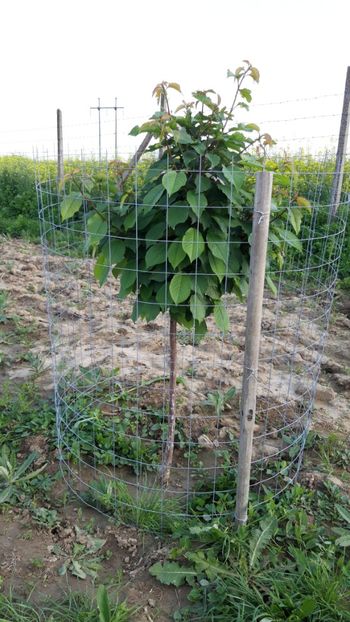  - Livada 1 anul ll 2019