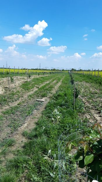  - Livada 1 anul ll 2019