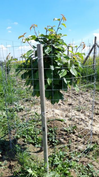  - Livada 1 anul ll 2019