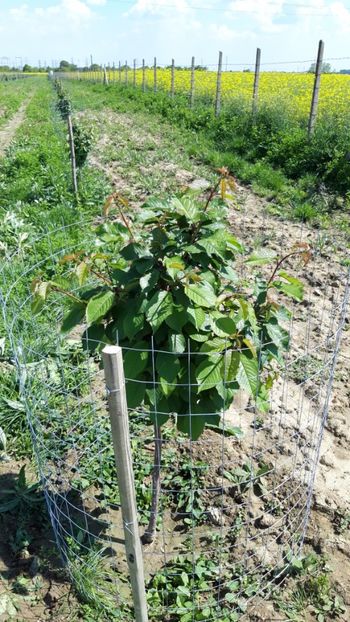  - Livada 1 anul ll 2019