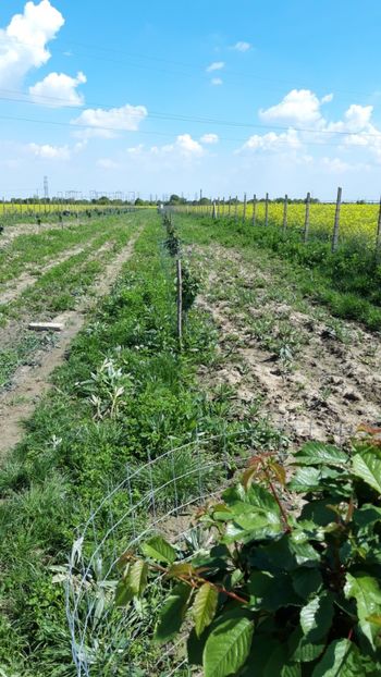  - Livada 1 anul ll 2019