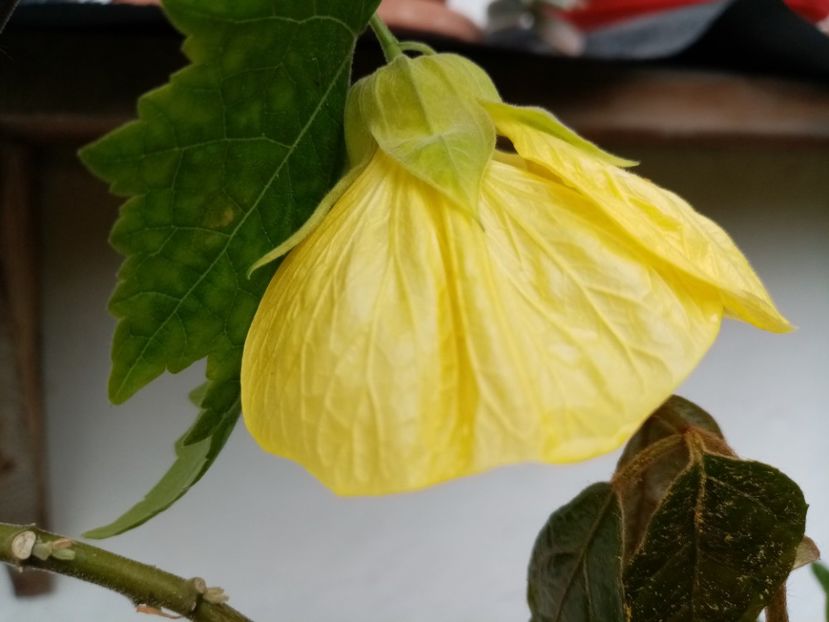  - Abutilon 2016-2017 -2018-2019