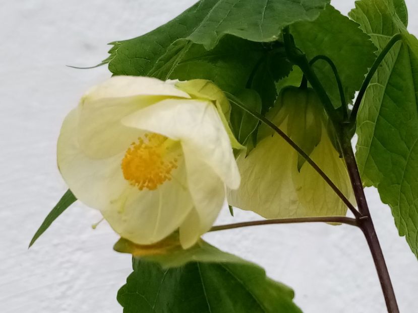  - Abutilon 2016-2017 -2018-2019