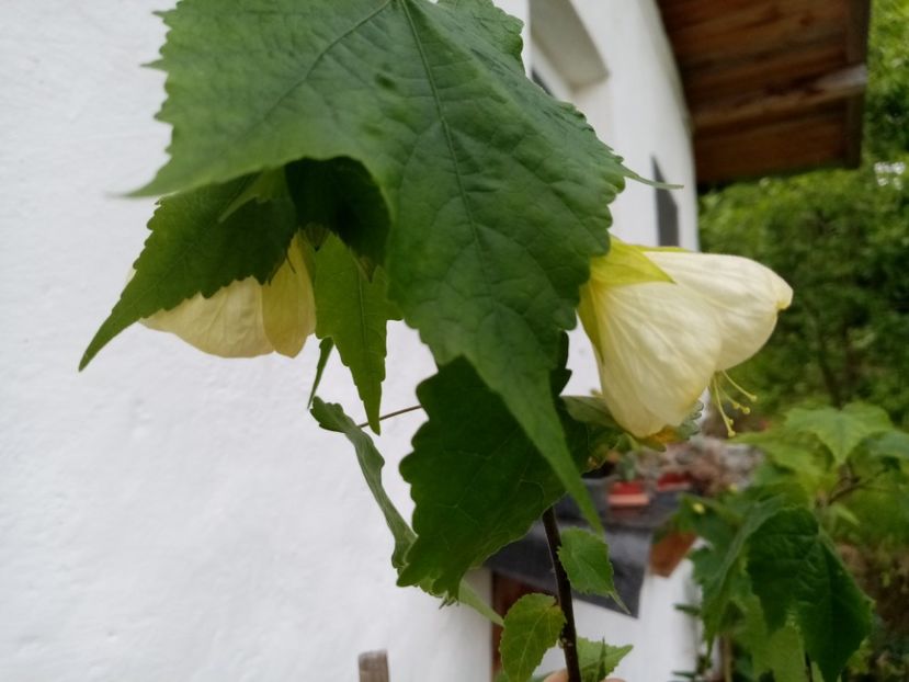  - Abutilon 2016-2017 -2018-2019
