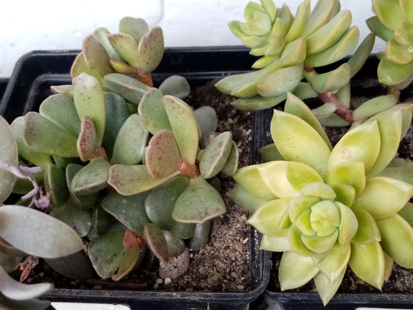  - Cactusi si suculente 2019