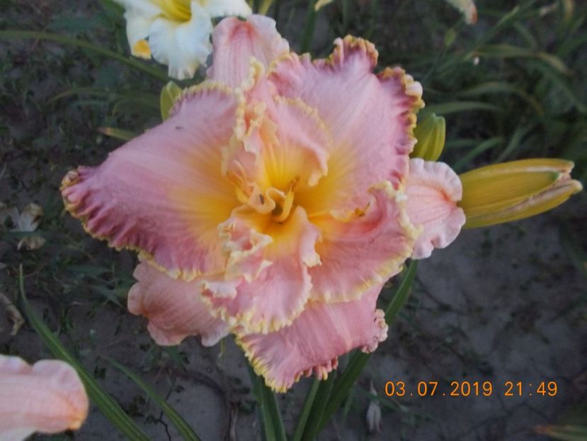 T-M-r1,4-unlock and lime - HEMEROCALLISI-2019