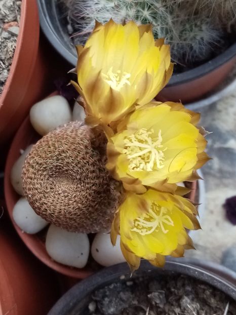  - Cactusi si suculente 2019