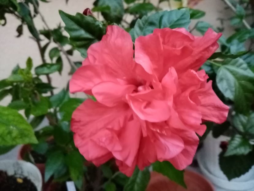  - Hibiscusi 2019