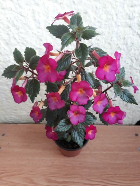  - 0001 2022 - Chancey Marie xA