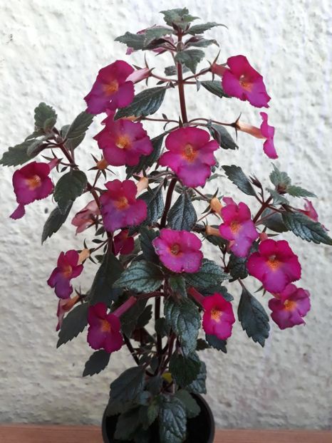  - 0001 2022 - Chancey Marie xA