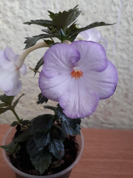  - R20 - Fontaine Bleue