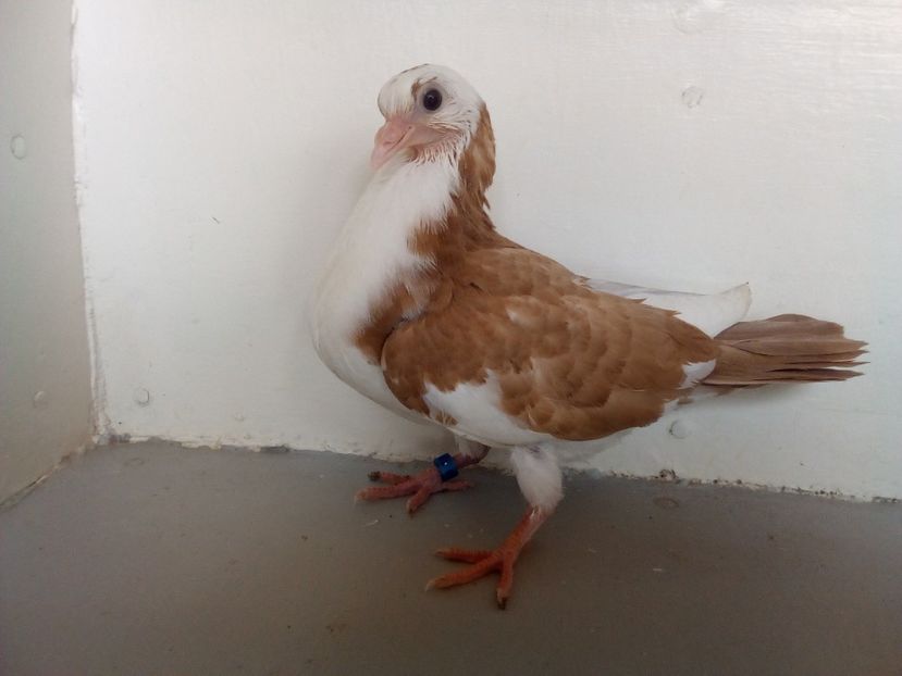 pierdut - PUISORI 2019