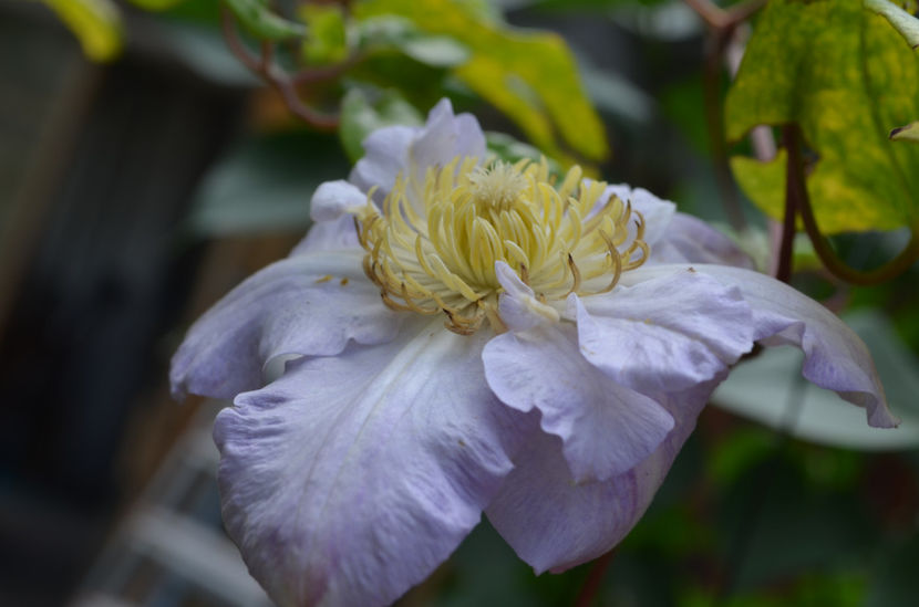  - dragostea  de natura