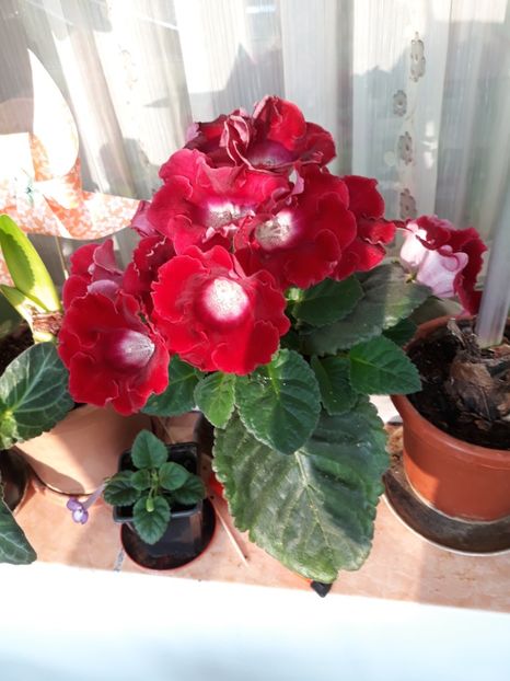  - gloxinii_2019