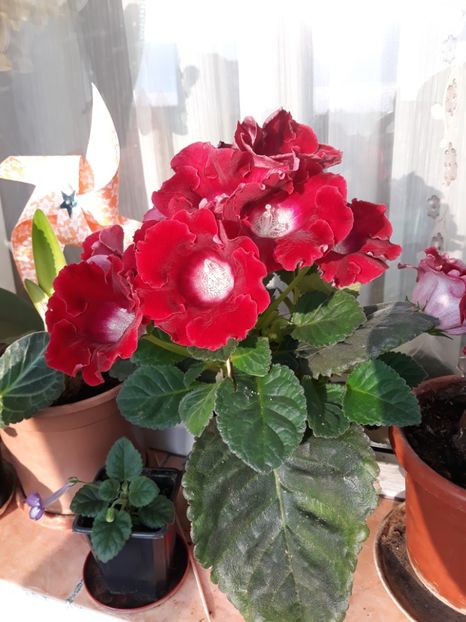 - gloxinii_2019