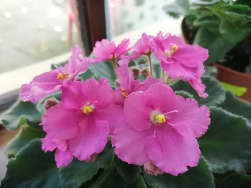  - NEFITOASE - doar - frumoase