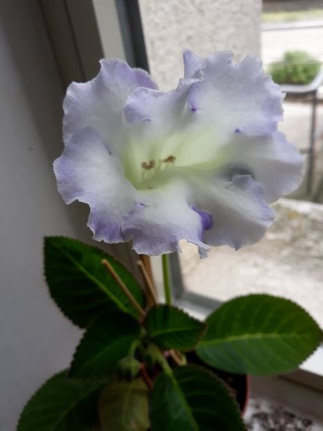  - gloxinii_2019