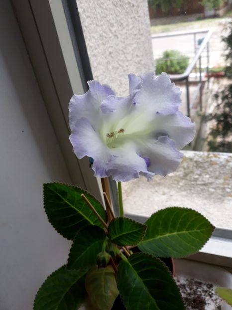  - gloxinii_2019