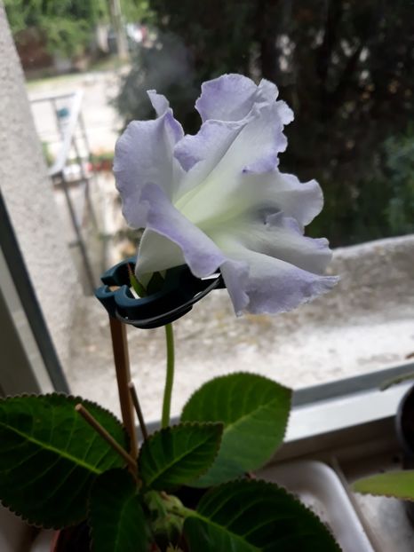  - gloxinii_2019