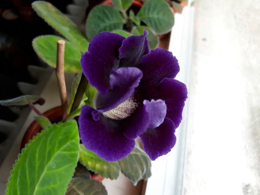  - gloxinii_2019