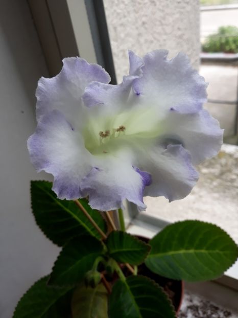 - gloxinii_2019