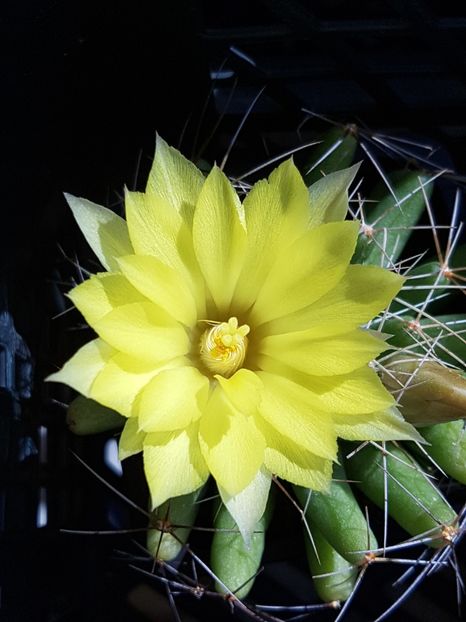 Mammillaria longimamma - Mammillaria