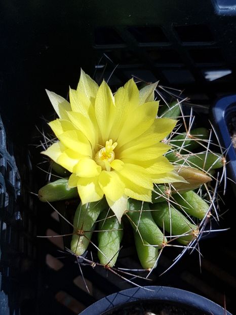 Mammillaria longimamma - Mammillaria