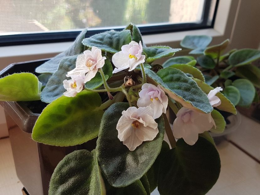 Batranica si stramba, violeta alba nu a mai inflorit demult... - Violete no name