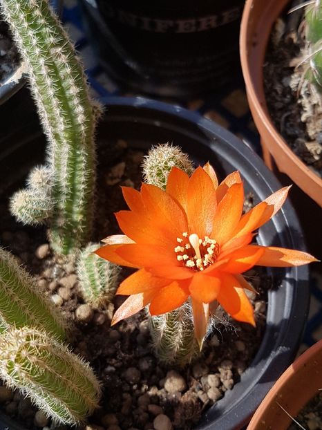 Chamaecereus silvestrii 2 - Cactusi si plante suculente 2017-2018-2019