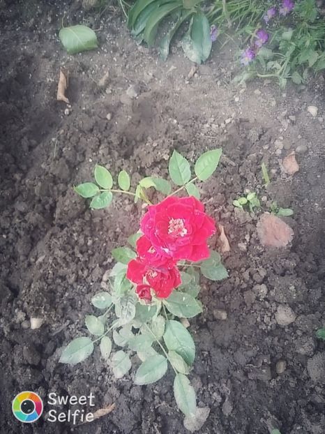 Trandafir mini micuț dar harnicuţ - Trandafiri 2019