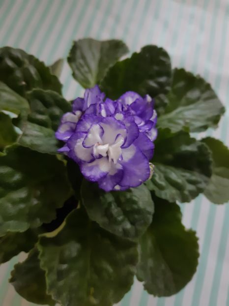 4.07.2019 - ZZZ Smoky Mountains-NOID out of collection