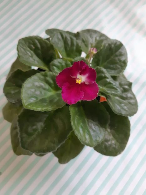 4.07.2019 - ZZZ MILLENNIA out of collection