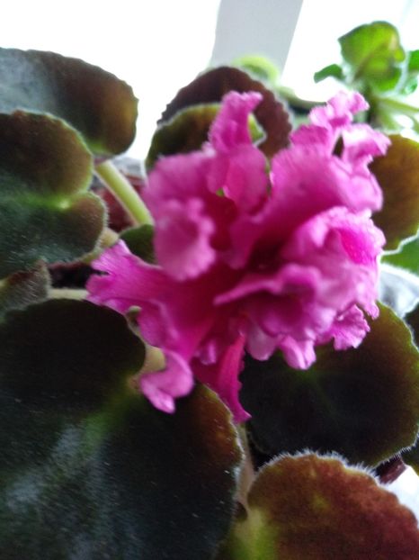 Amadeus - Violete 2018