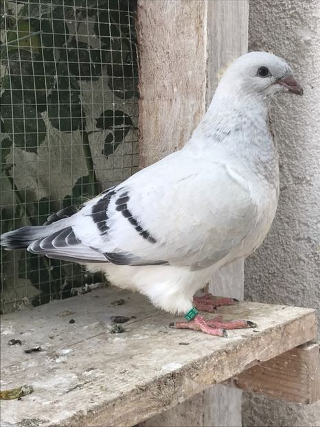  - 5 Pui 2019