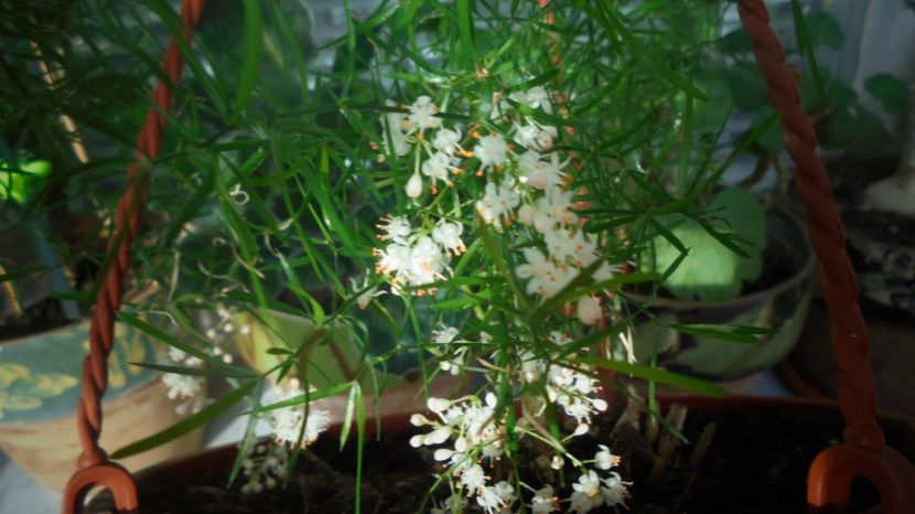 Asparagus sprengeri - Stelute