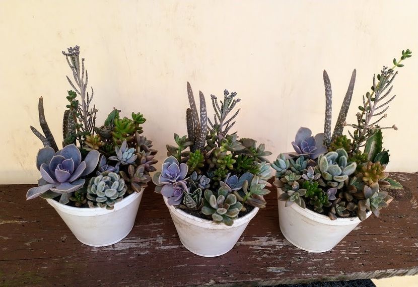 aranjament-2olei buc. - Plante suculente de vanzare