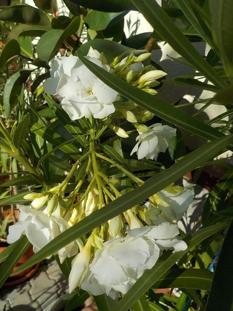  - mont blanc leandru nr 22