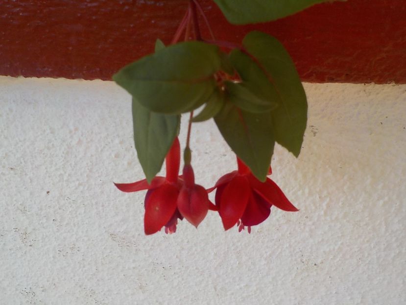  - fuchsii